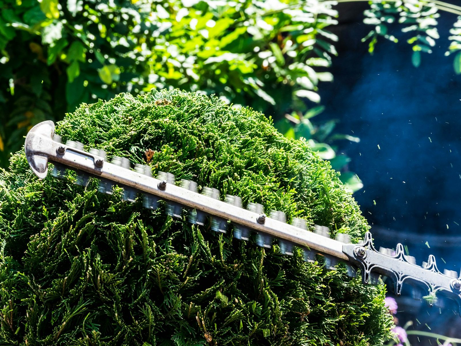 Formschnitt an einer Hecke mit der Heckenschere
